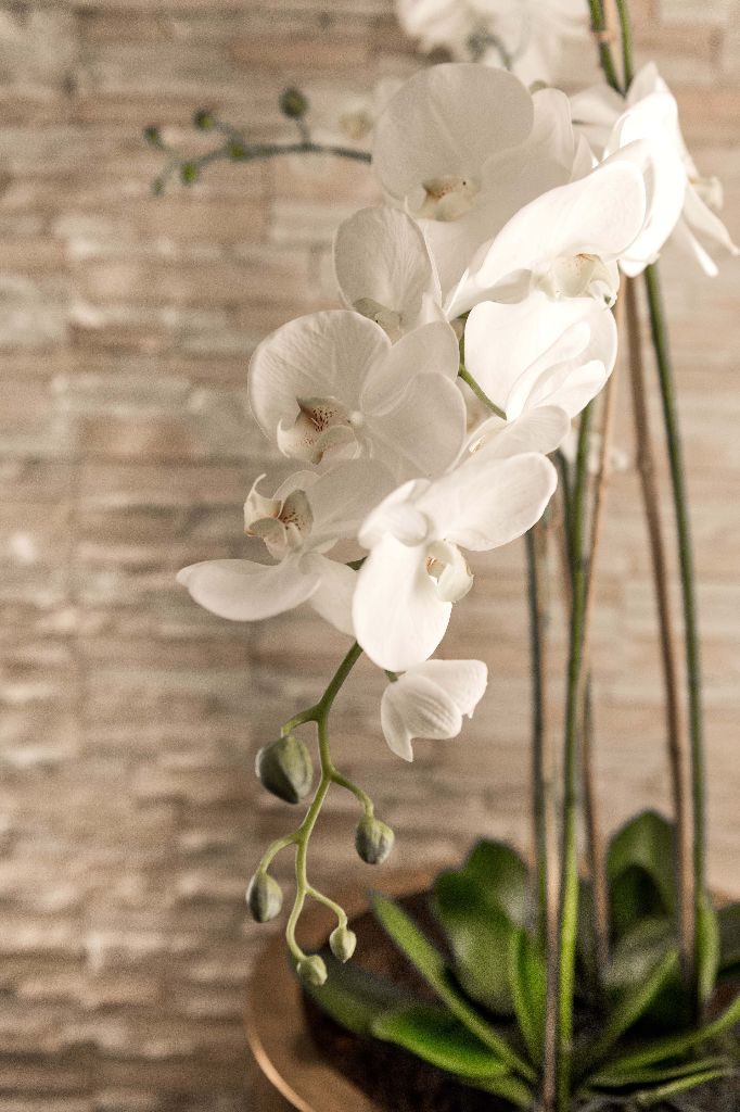 Orchidee + Naturstein